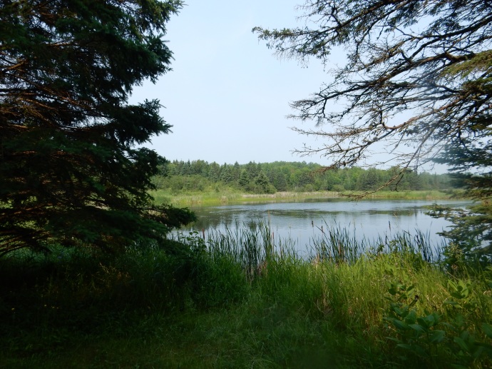 Wildlife pond at Moose Lake State Park