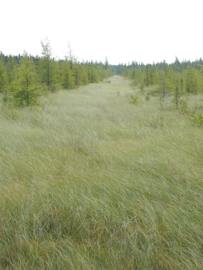 Site of a failed canal in Big Bog State Recreation Area