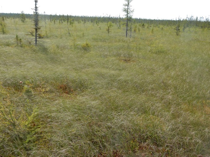 Big Bog State Recreation Area