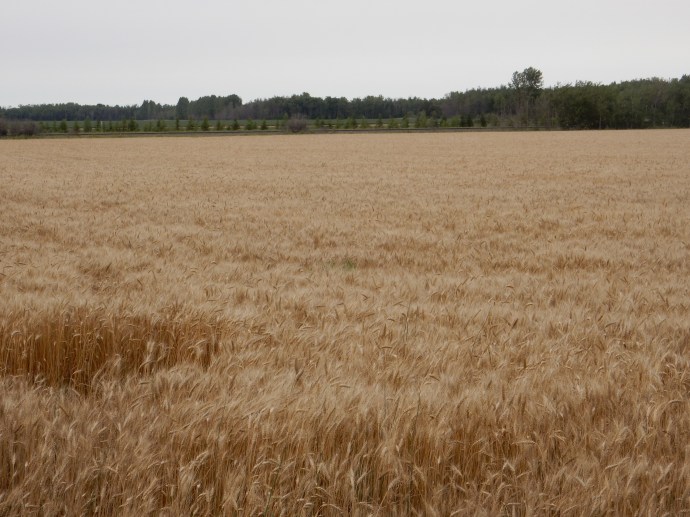 Wheat Field