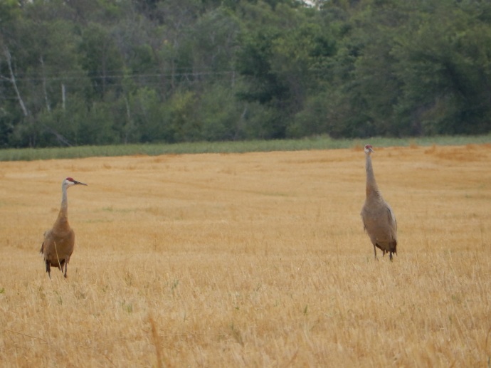 Two Sandhill Cranes