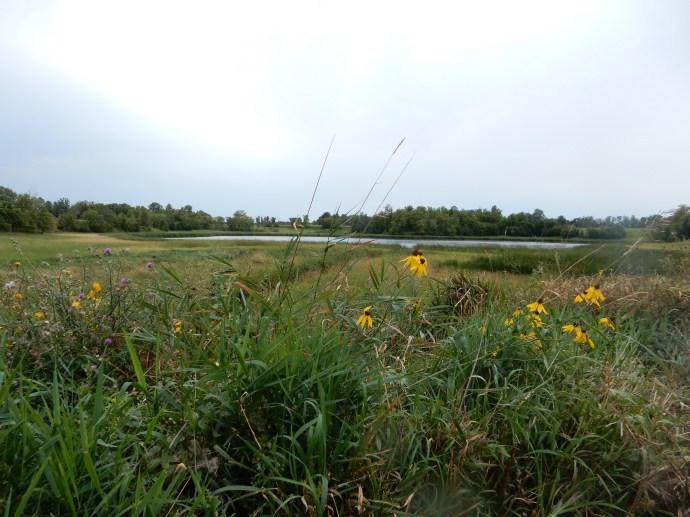 Part of Rydell National Wildlife Refuge