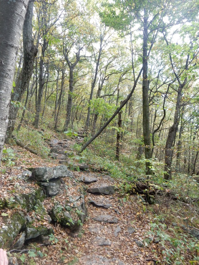 the trail to Springer Mountain