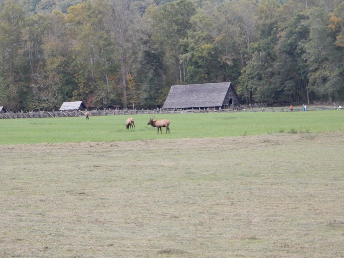 Elk near Cherokee TN