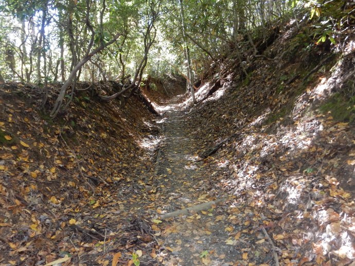 Walking in the woods