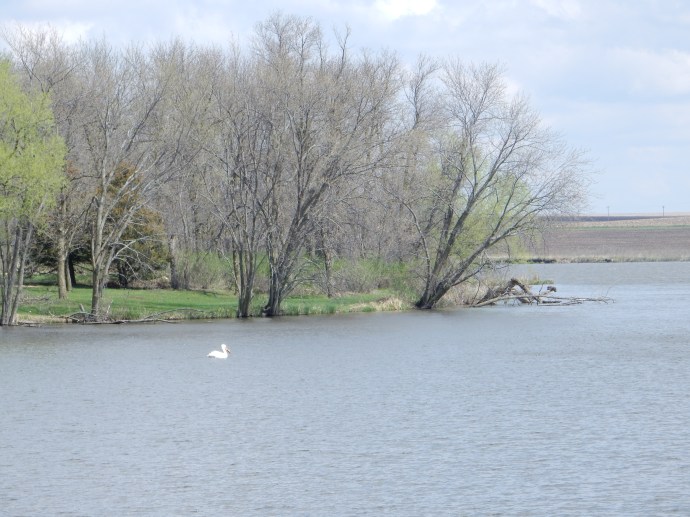 Pelican at Split Rock Creek State Park