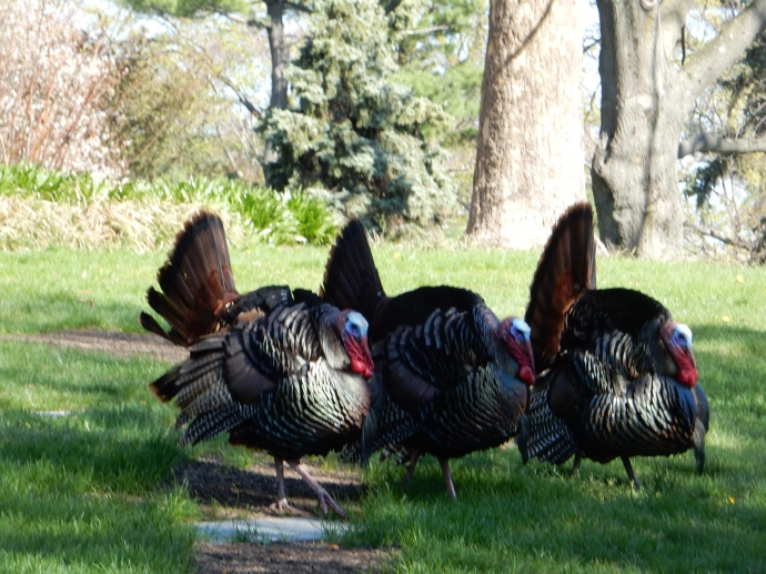 3 Turkeys strutting their stuff at Mt. Auburn cemetery