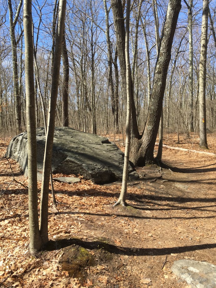 Hiking at Broad Meadow Brook
