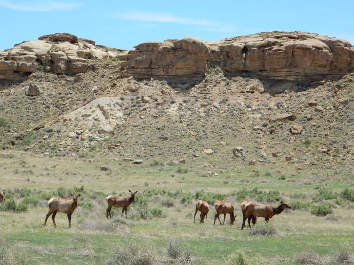 Elk herd living in the canyon
