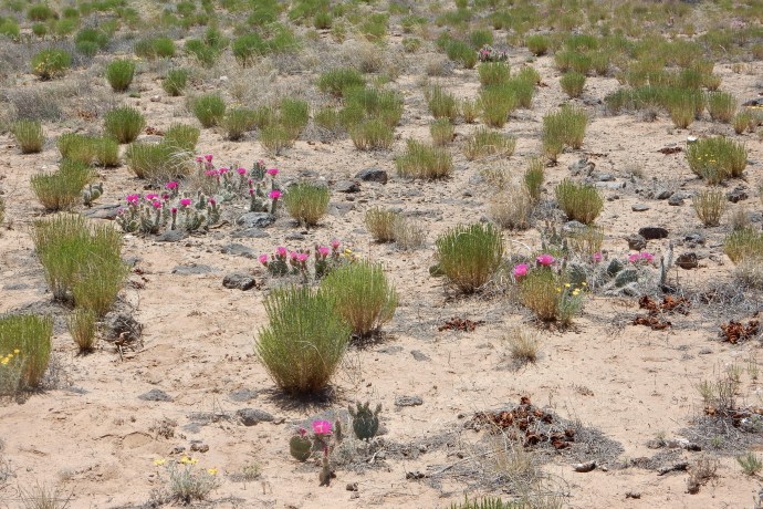 A view of desert flowers