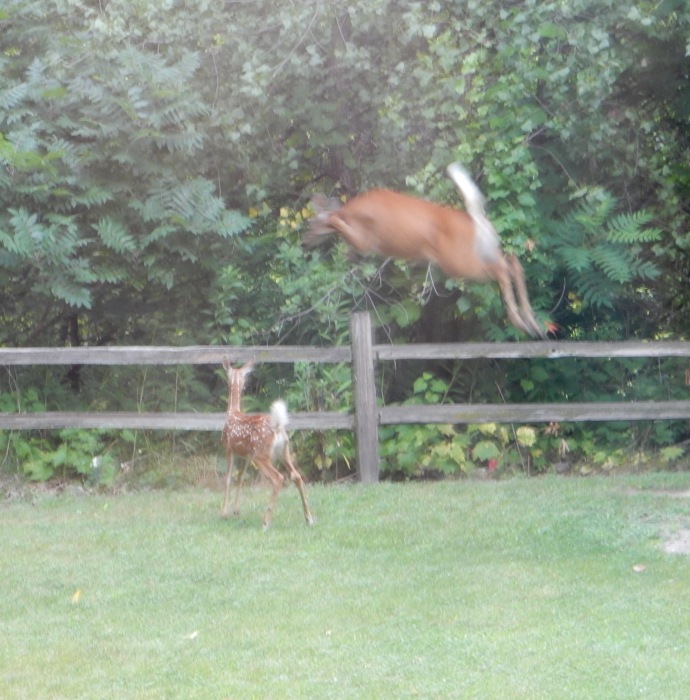 Doe and fawn leaping fence at out cabin in Dakota MN
