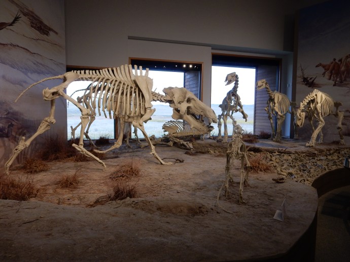 Models of the mammals whose fossils were found at Agate Fossil Beds-models cast from actual bones now in possession of universities