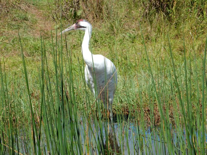 Whooping Crane