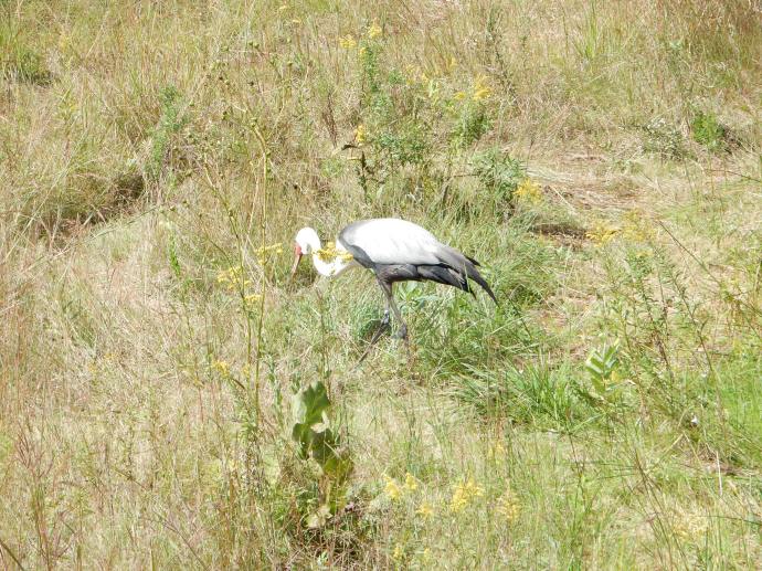 Wattled Crane