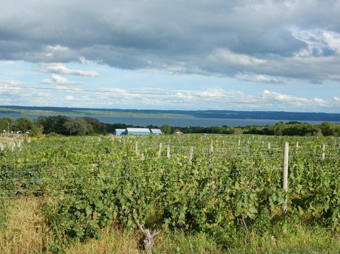 One of the numerous vineyards in the Finger Lakes region
