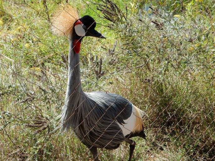 Grey Crowned Crane
