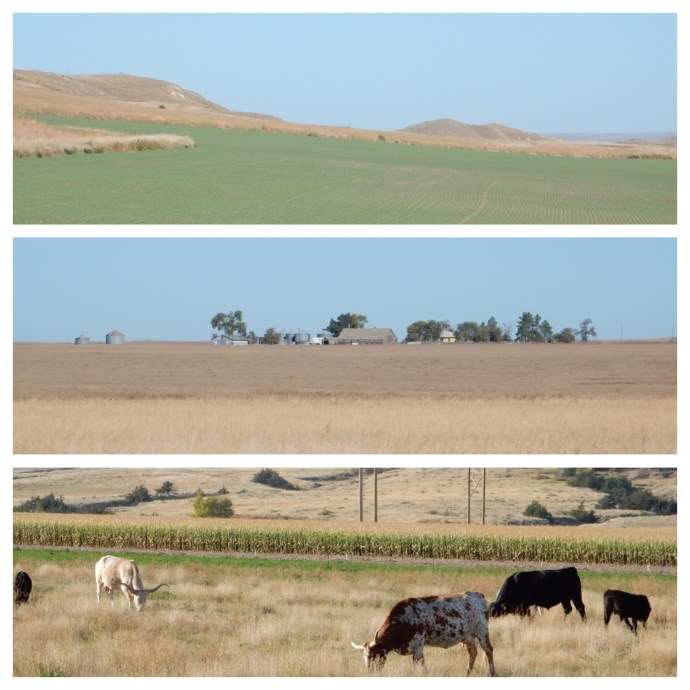 Flat land in the center with the start of hills on top and grazing cattle at the bottom