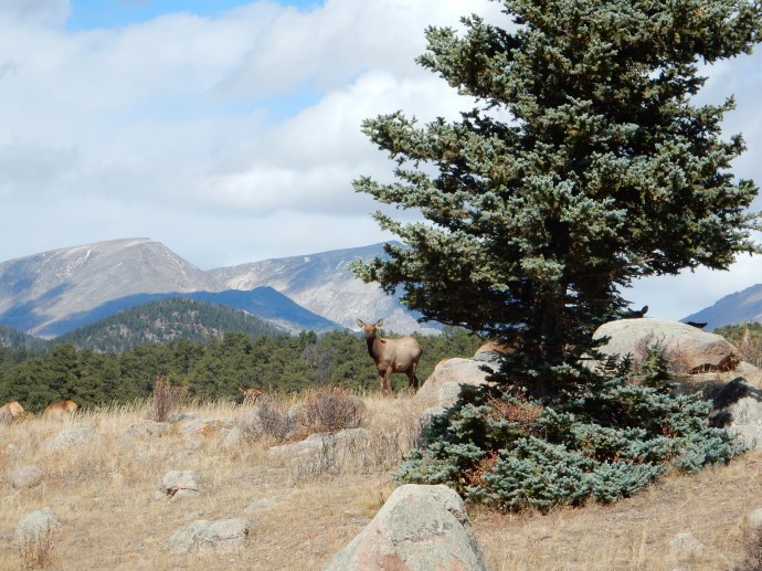 Just one shot of an elk in Moraine  Park