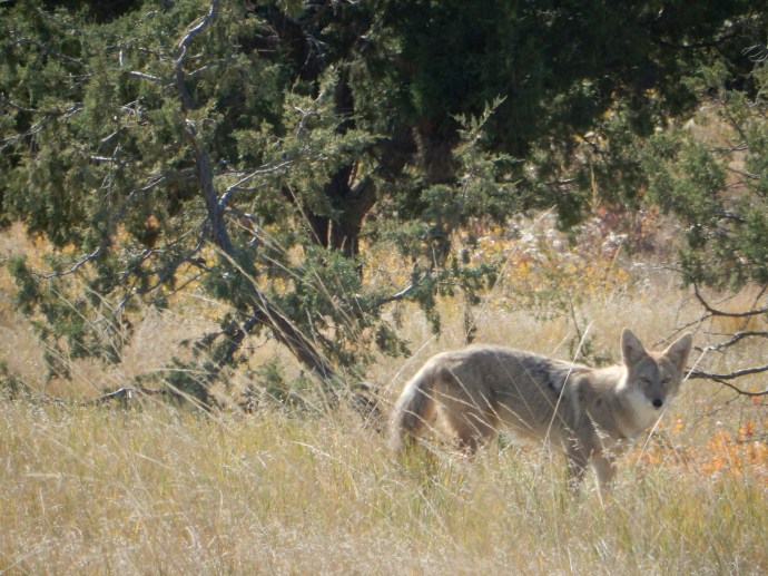 Coyote in Badlands Wilderness Area