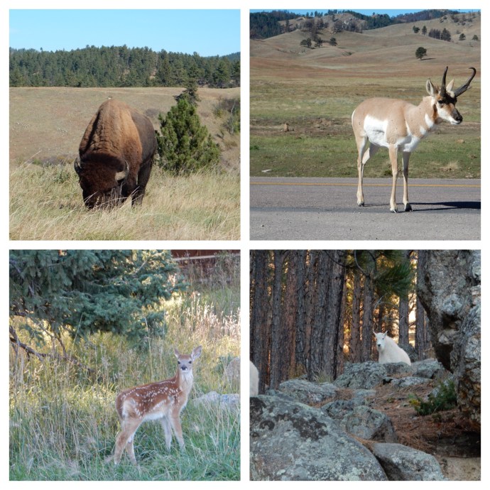 A small selection of animal photos