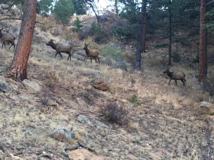 Elk by Crag's Lodge
