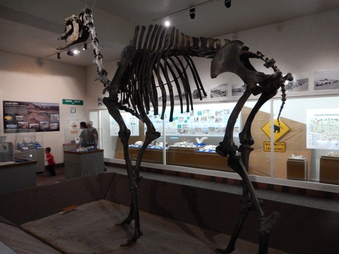 The camel skeleton at Morrill Hall at the University of Nebraska