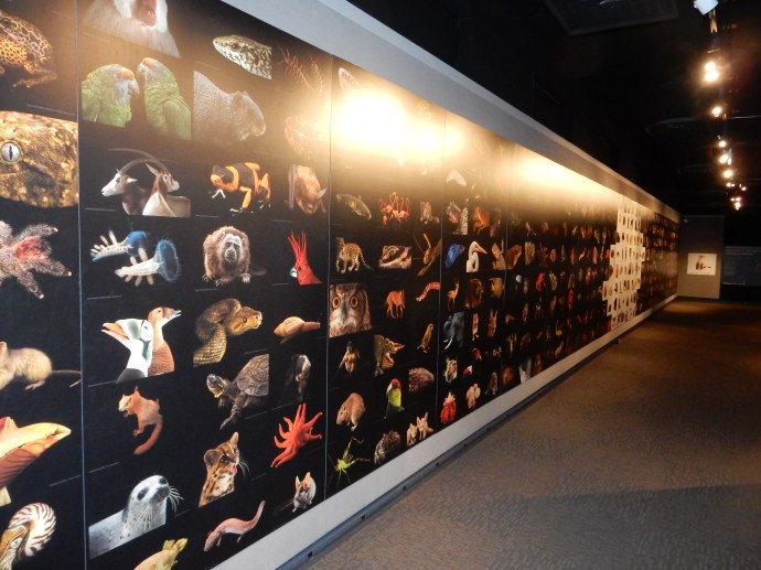 The PhotoArk: trying to provide a sense of the immensity of the task 