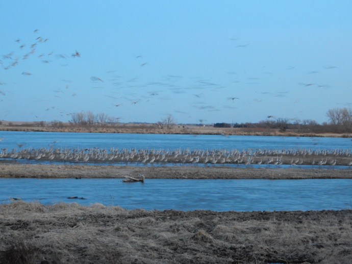 Sandhill cranes land close to us